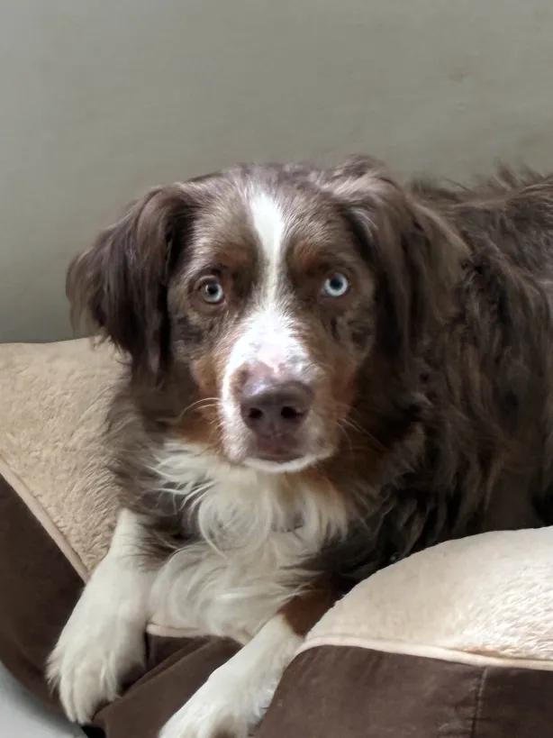 Sakima, Adoptable, Young Male Australian Shepherd.