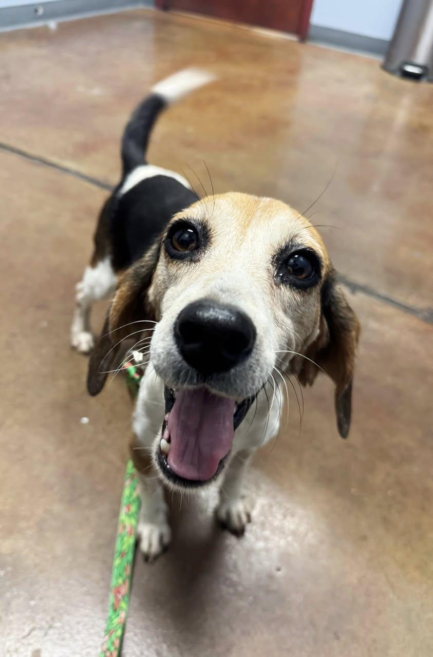Enlarge Miss Birdie, a Adopted Beagle in Memphis, TN image 1/6