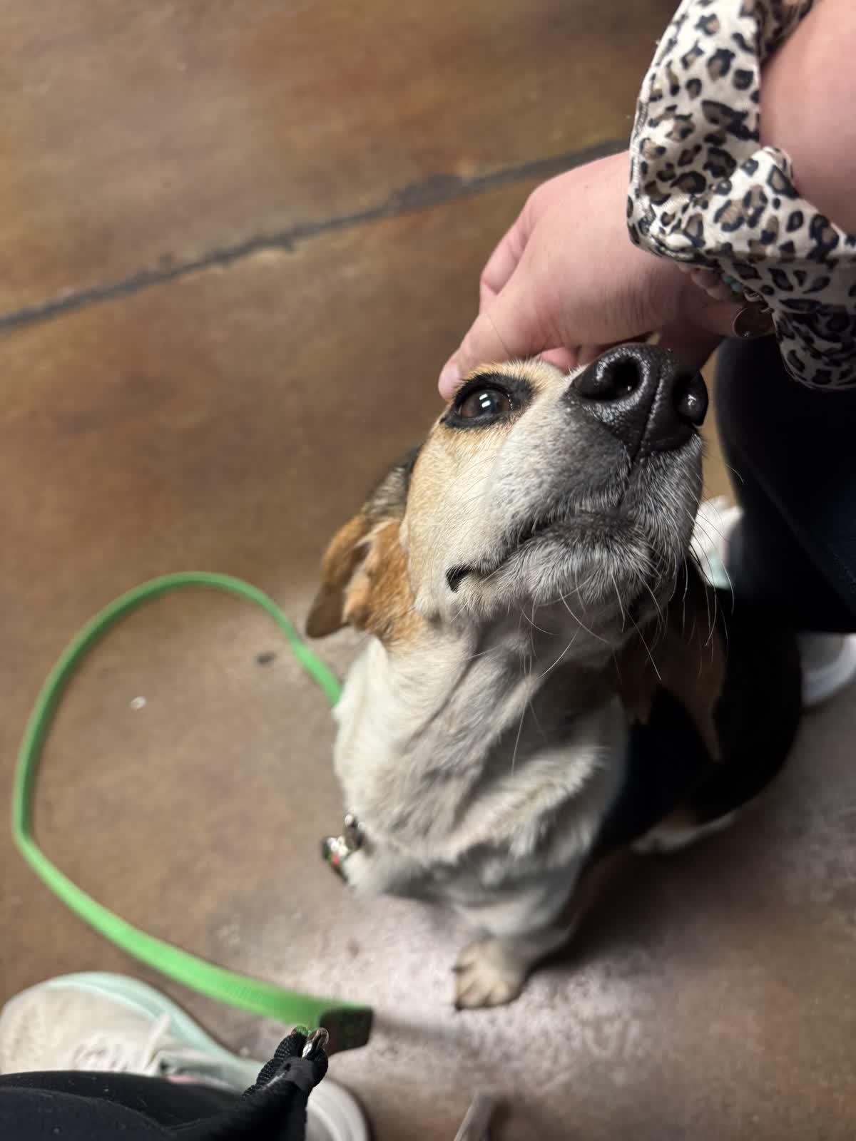 Enlarge Miss Birdie, a Adopted Beagle in Memphis, TN image 2/6