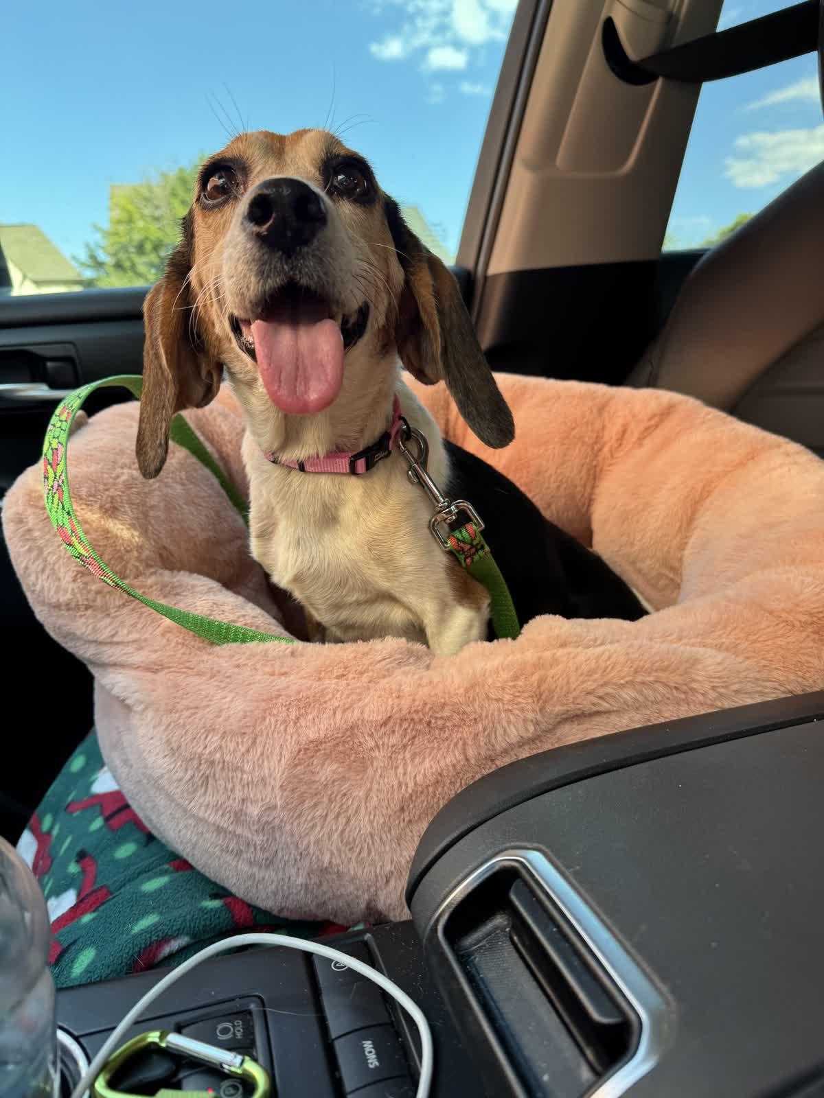 Enlarge Miss Birdie, a Adopted Beagle in Memphis, TN image 3/6