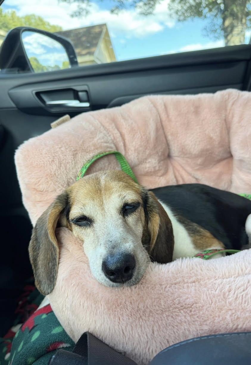 Enlarge Miss Birdie, a Adopted Beagle in Memphis, TN image 4/6