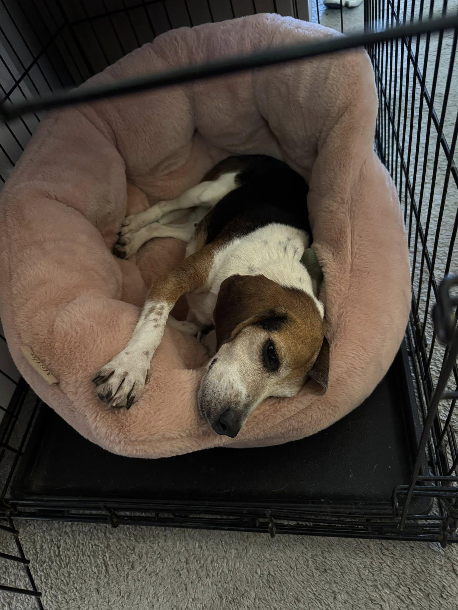 Enlarge Miss Birdie, a Adopted Beagle in Memphis, TN image 6/6