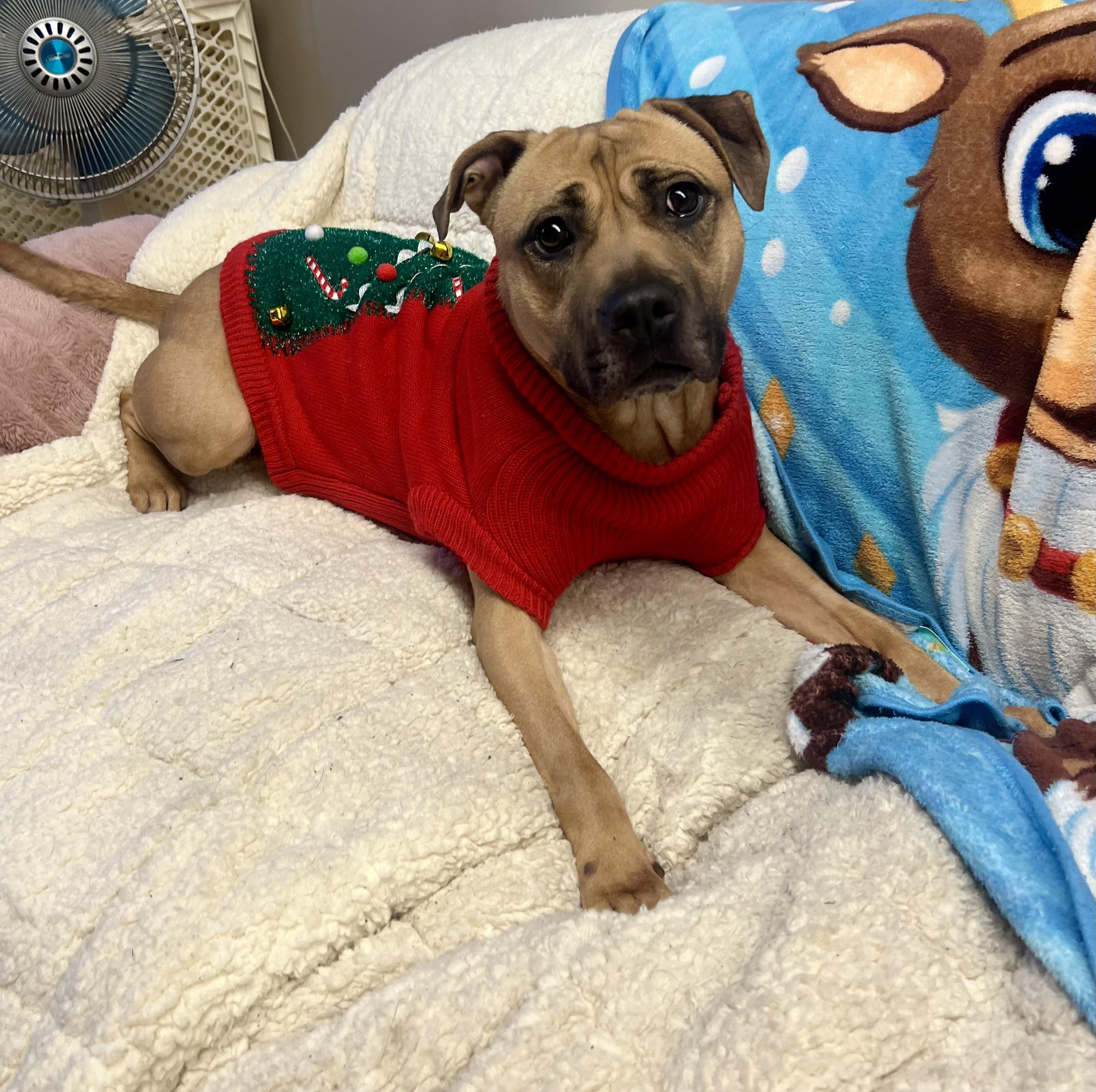 Skye, ADOPTABLE, Adult Female Pit Bull Terrier.