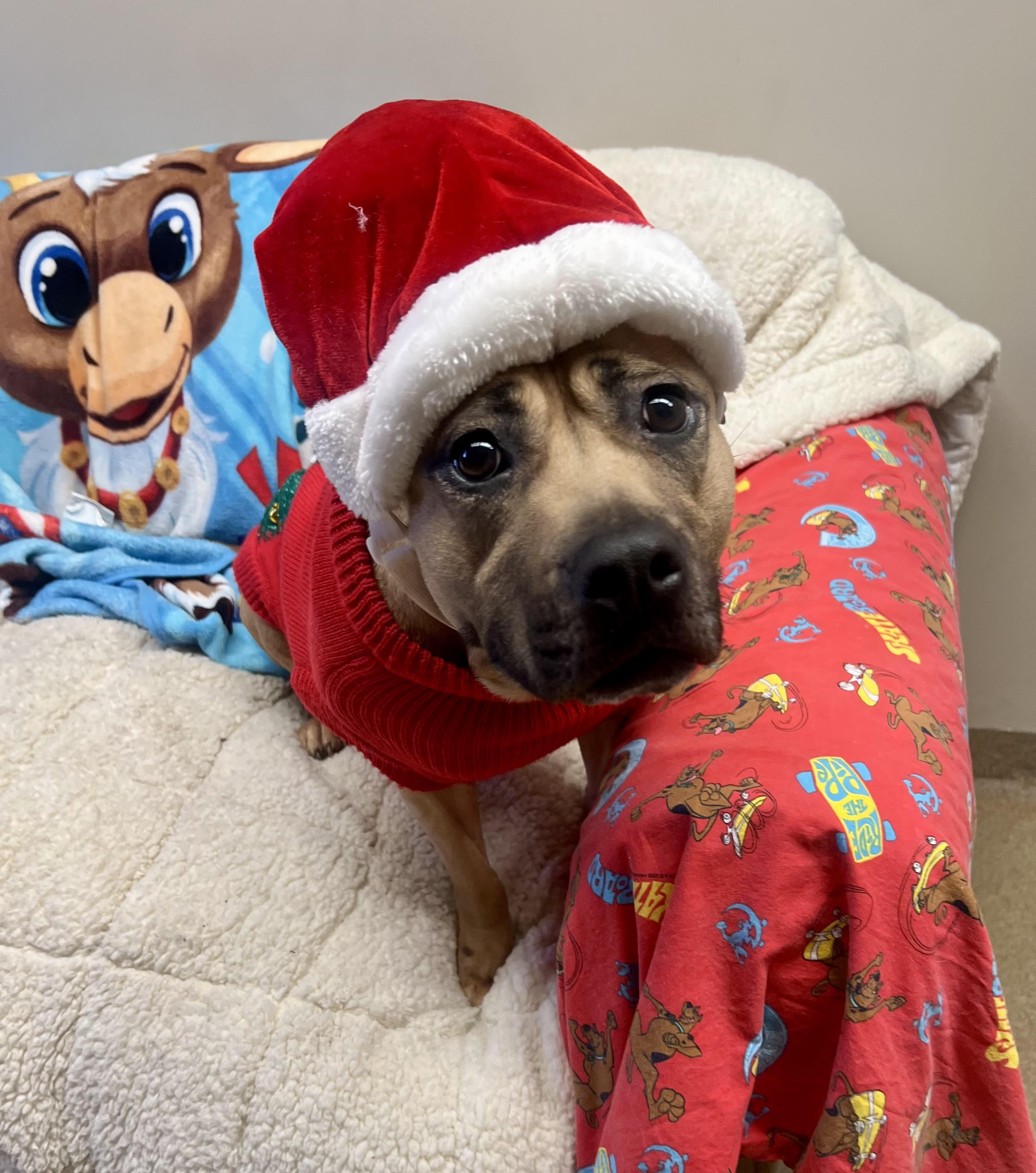 Skye, a ADOPTABLE mixed breed in Port Washington, NY image 2/4