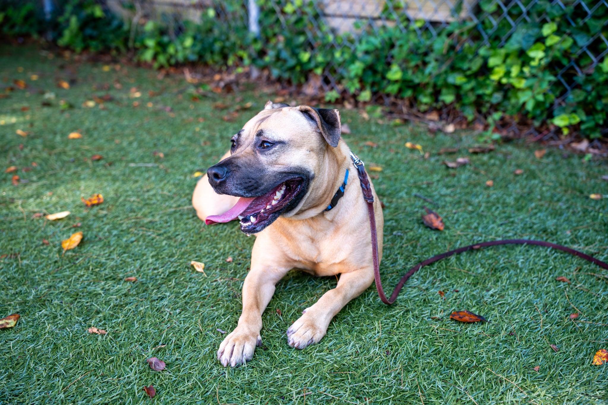 Skye, a ADOPTABLE mixed breed in Port Washington, NY image 4/5