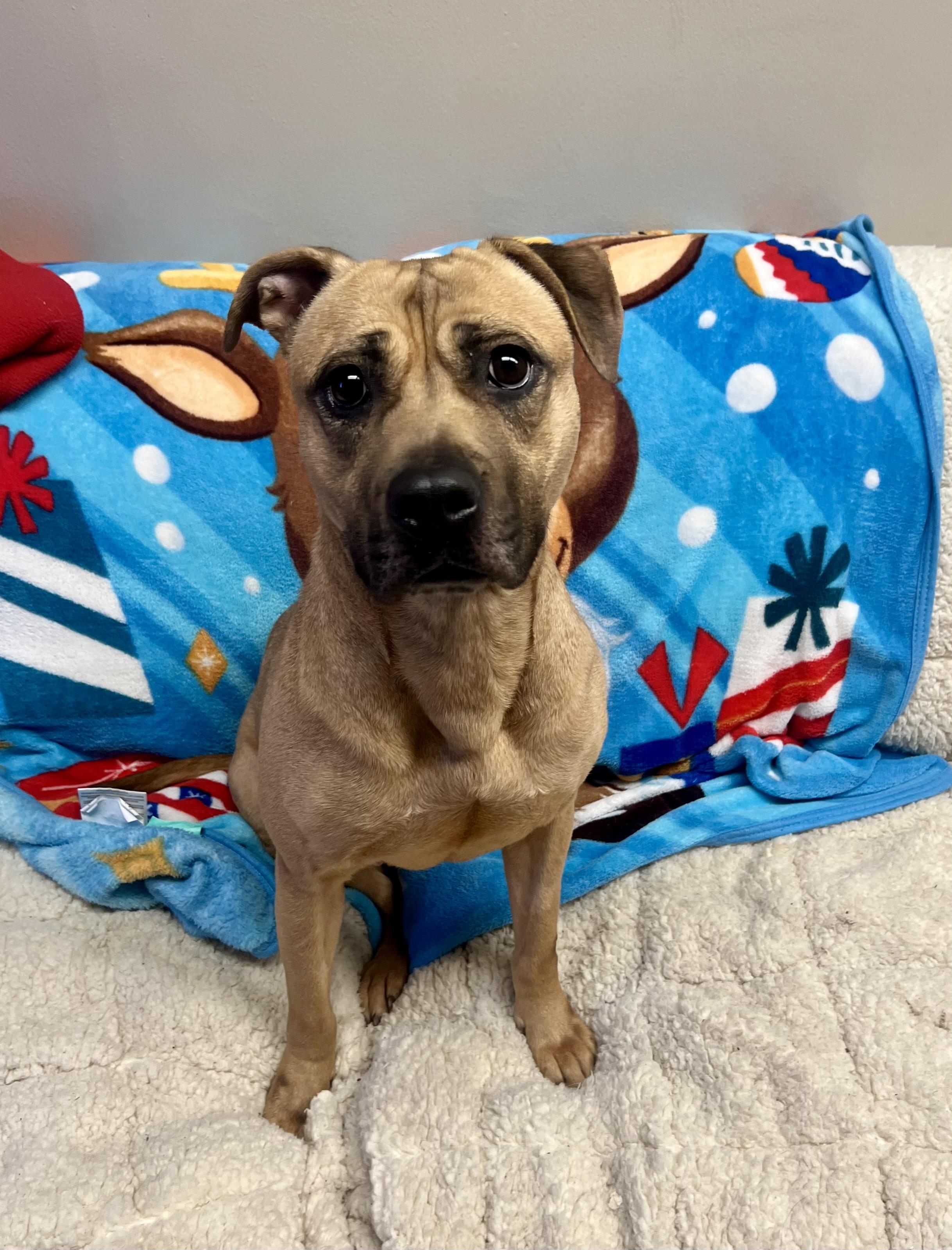 Skye, a ADOPTABLE mixed breed in Port Washington, NY image 3/4