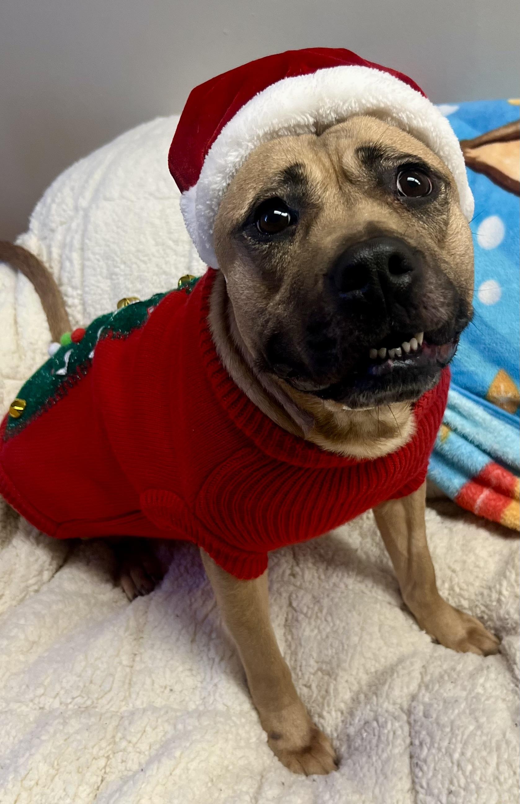 Skye, a ADOPTABLE mixed breed in Port Washington, NY image 4/4