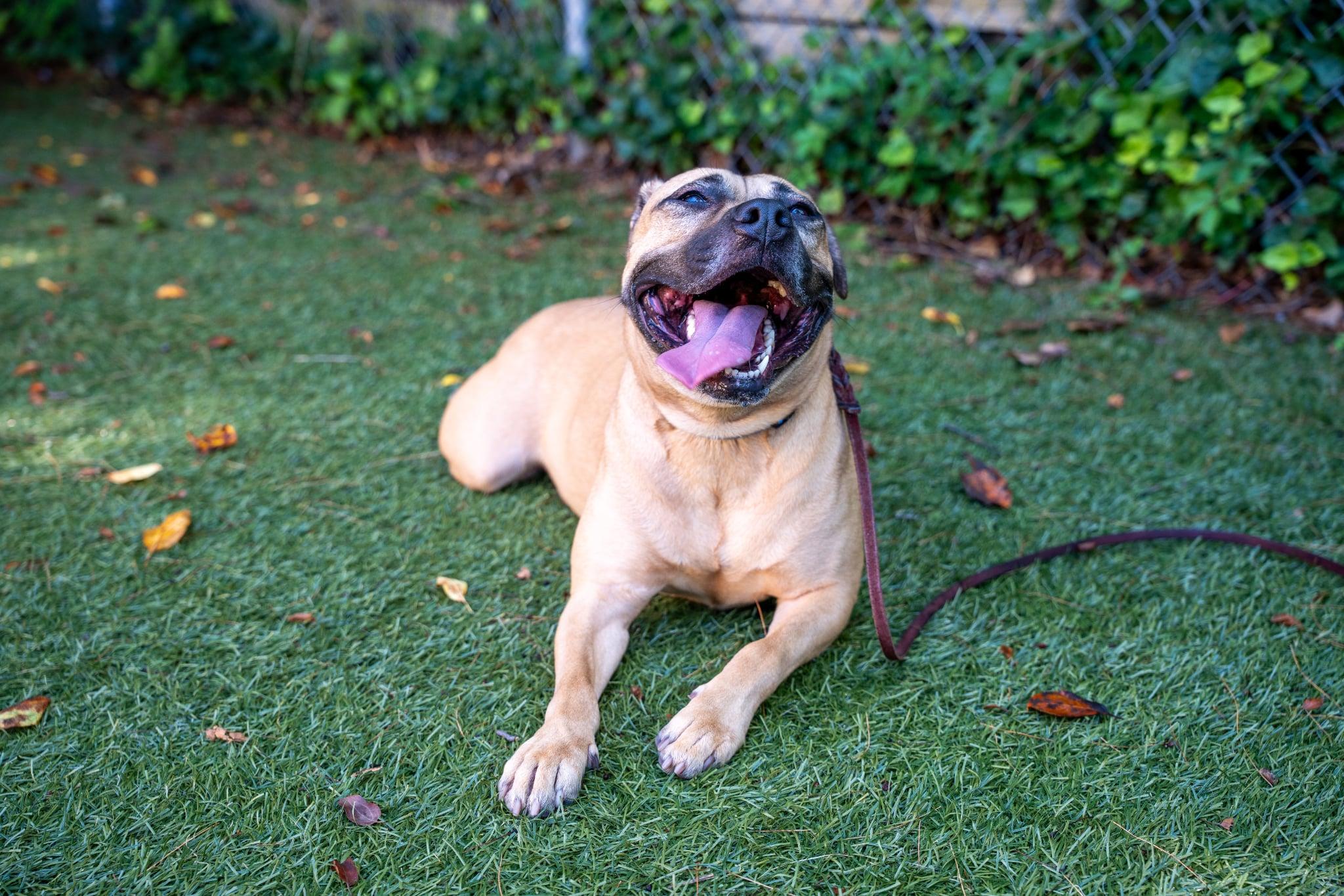 Skye, a ADOPTABLE mixed breed in Port Washington, NY image 5/5