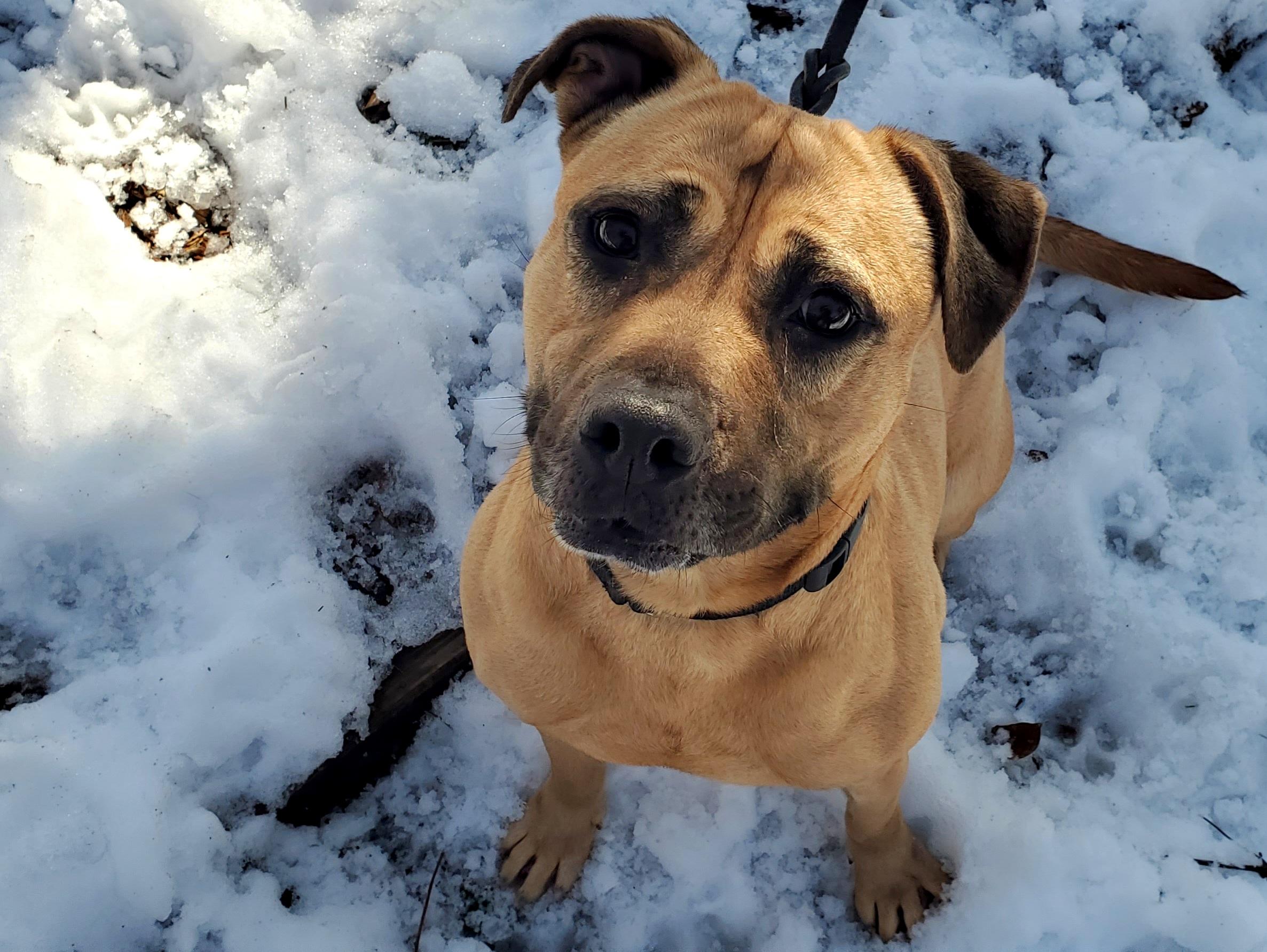 Enlarge Skye, a ADOPTABLE mixed breed in Port Washington, NY image 2/4