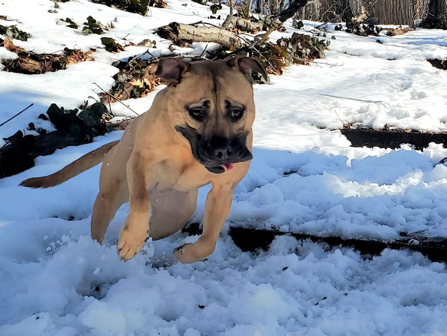 Enlarge Skye, a ADOPTABLE mixed breed in Port Washington, NY image 3/4