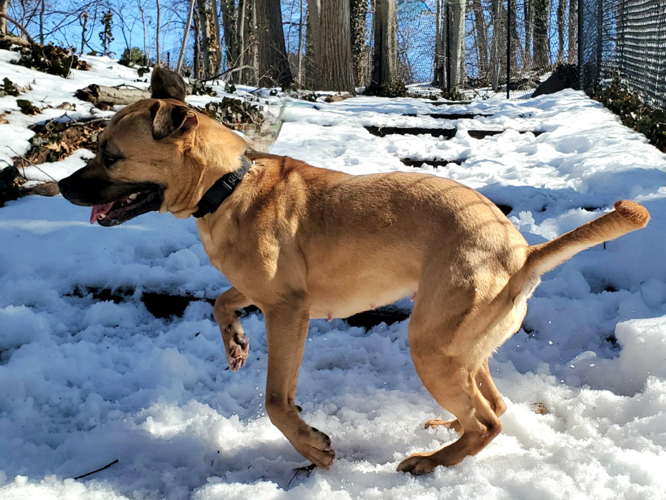 Enlarge Skye, a ADOPTABLE mixed breed in Port Washington, NY image 4/4