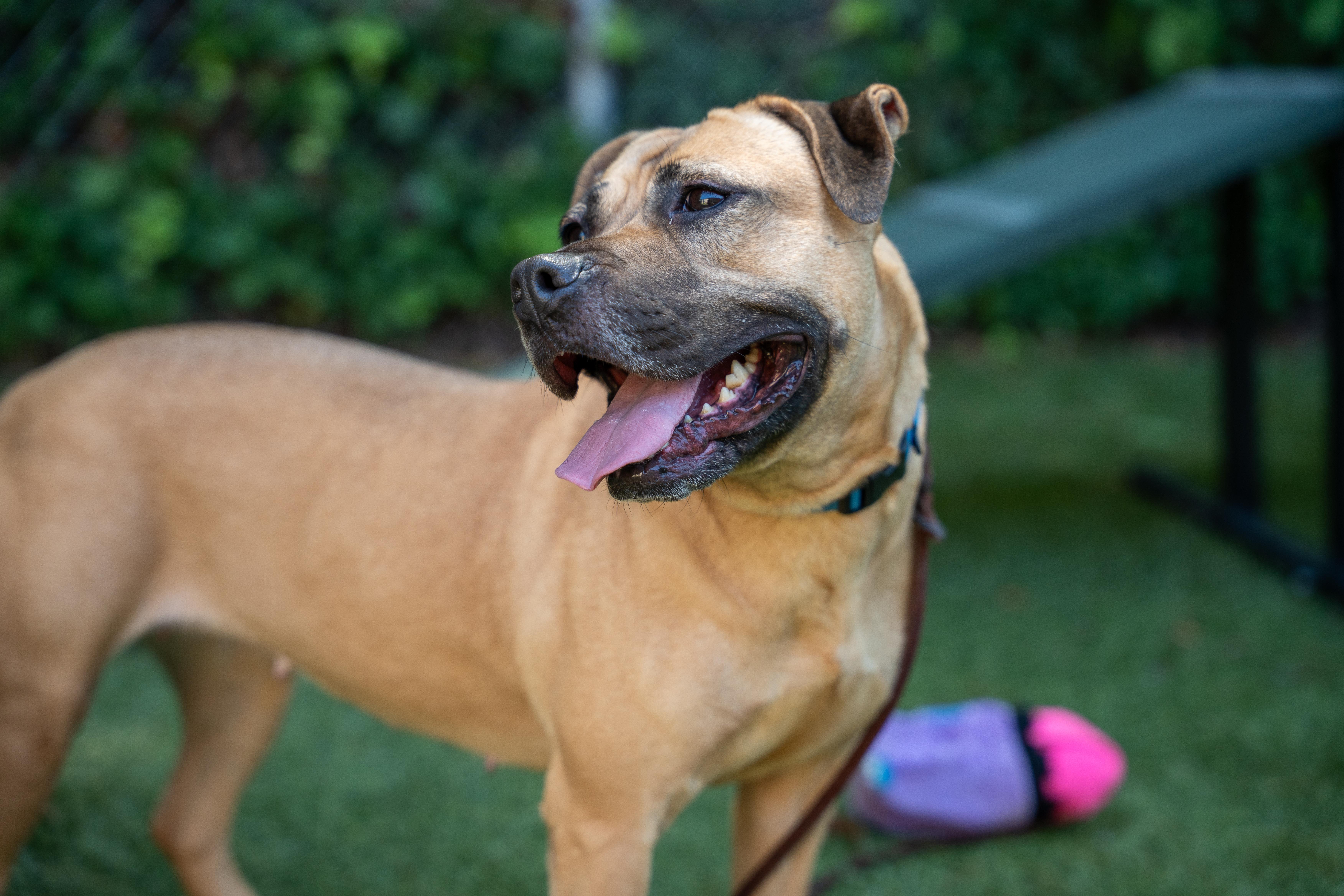 Skye, ADOPTABLE, Adult Female Pit Bull Terrier.