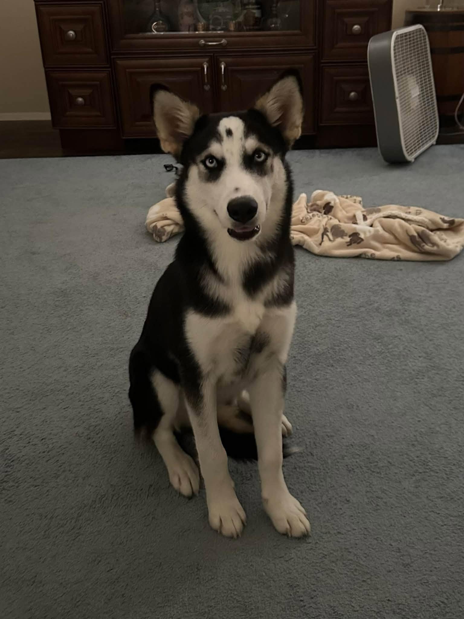 Bree, Adoptable, Puppy Female Siberian Husky.