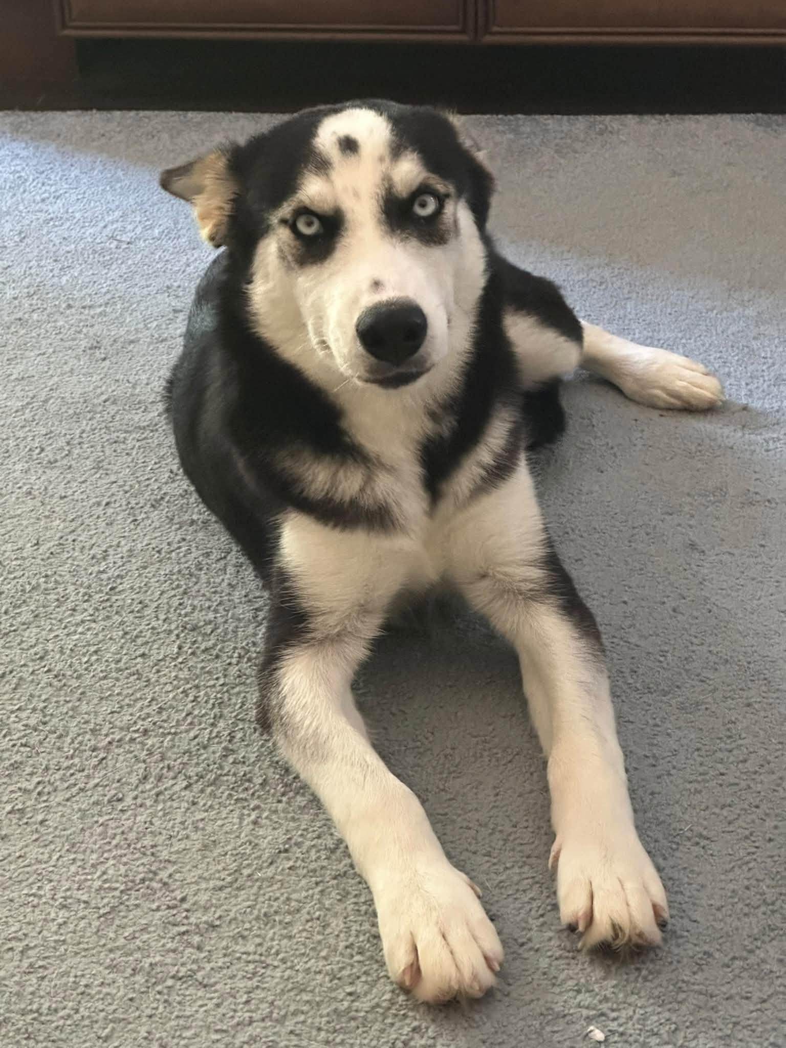 Enlarge Bree, a Adoptable Siberian Husky in Carrollton, TX image 2/2