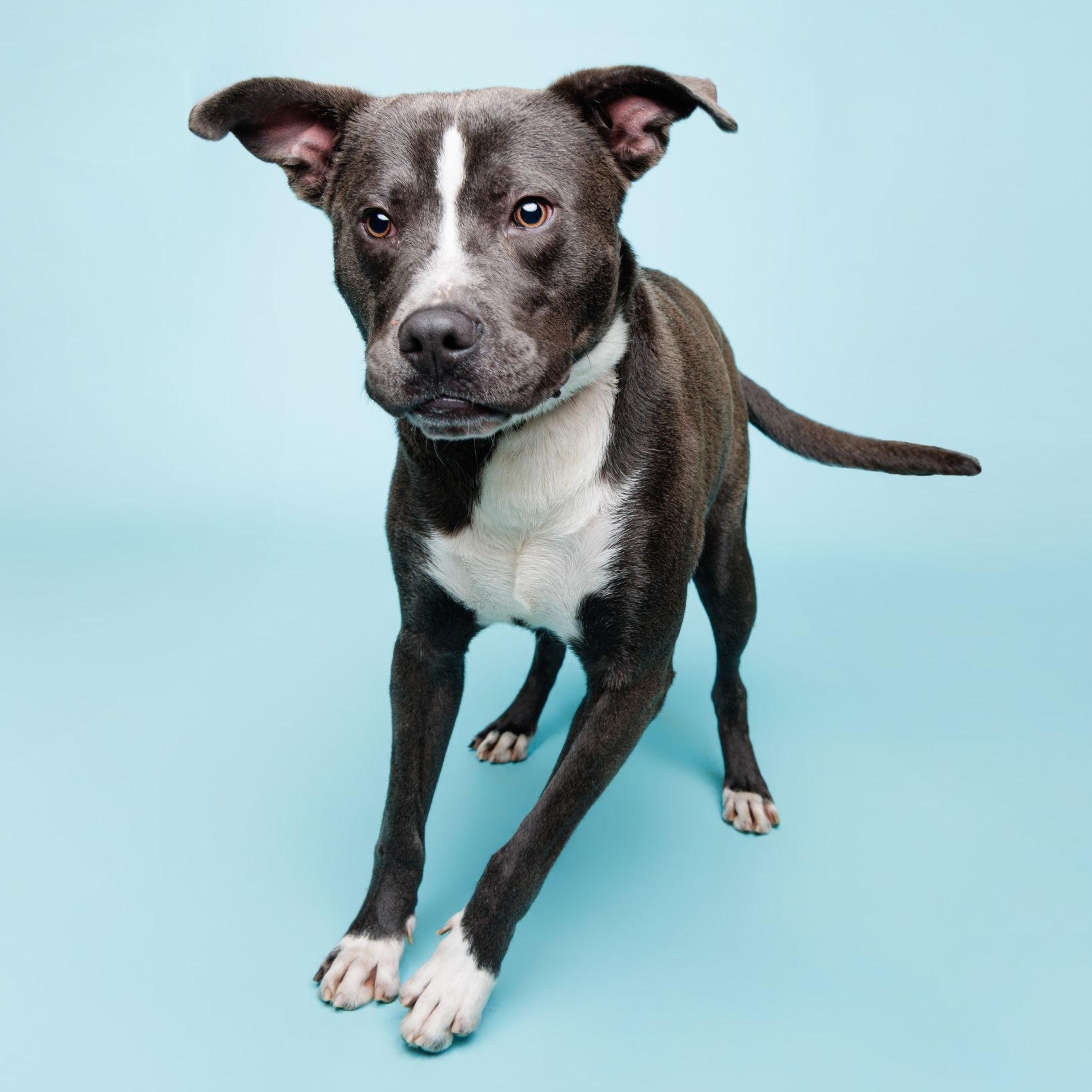 Enlarge Vaughn, a ADOPTABLE Pit Bull Terrier in Waterloo, IA image 2/4