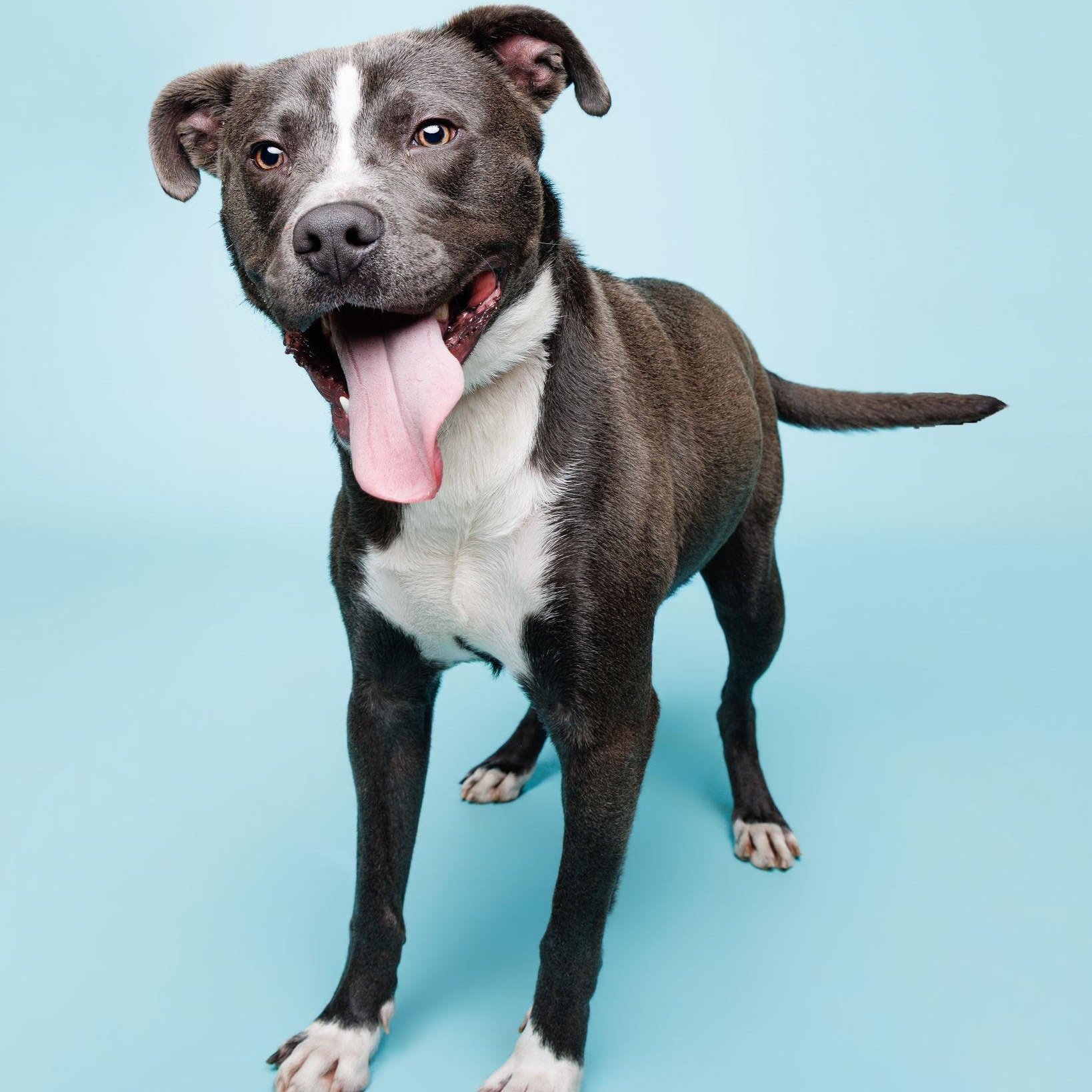 Vaughn, ADOPTABLE, Adult Male Pit Bull Terrier.
