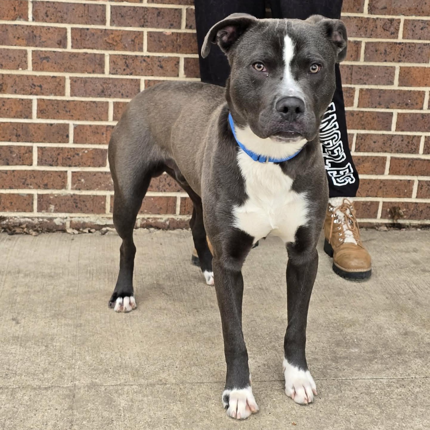 Vaughn, ADOPTABLE, Adult Male Pit Bull Terrier.