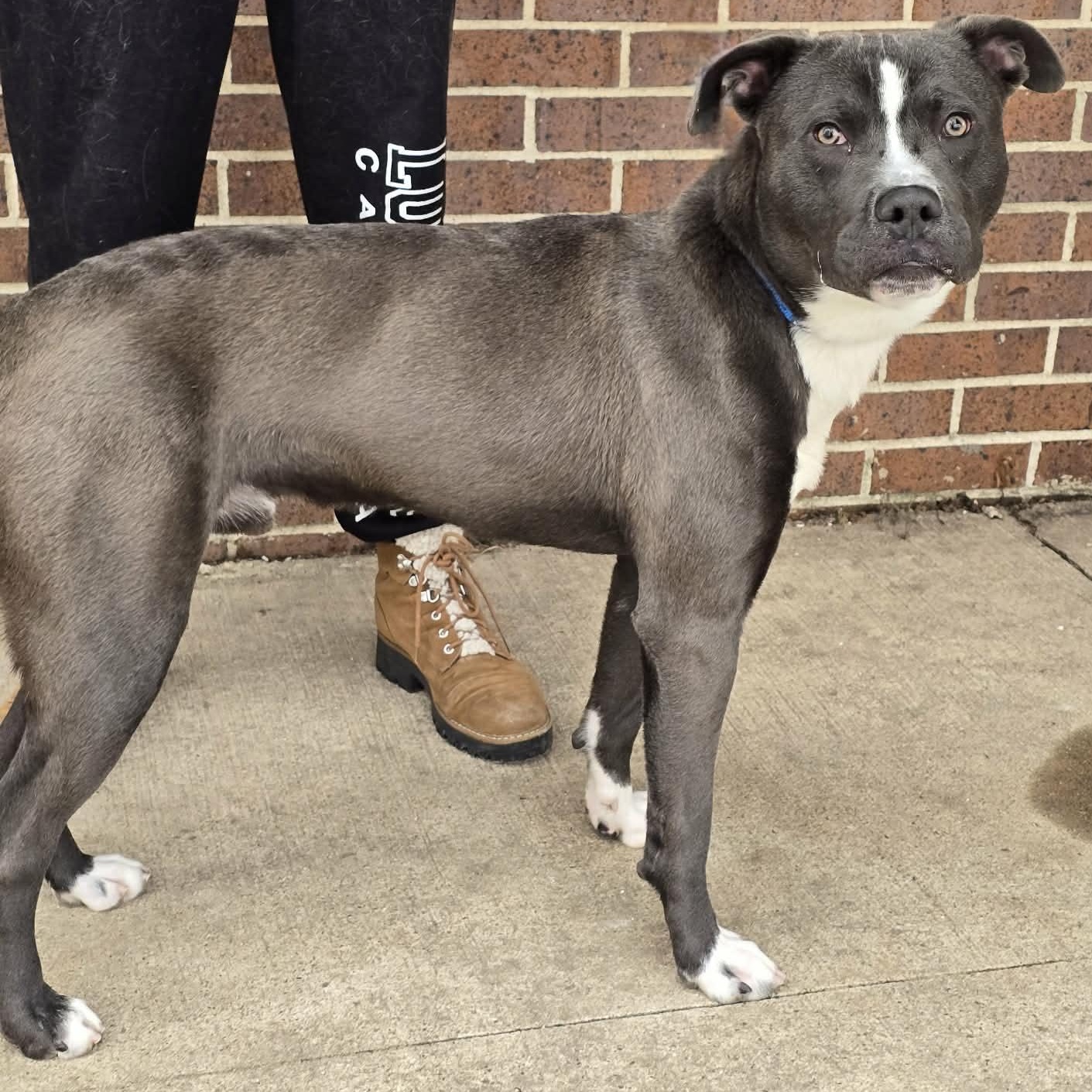Vaughn, a ADOPTABLE Pit Bull Terrier in Waterloo, IA image 2/2