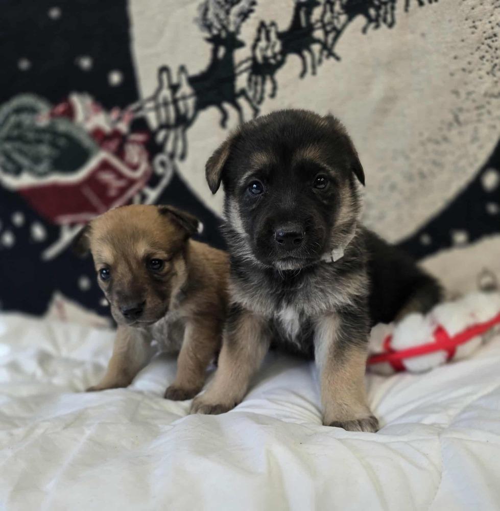 Adduono / Darcy, Adopted, Puppy Female Labrador Retriever.