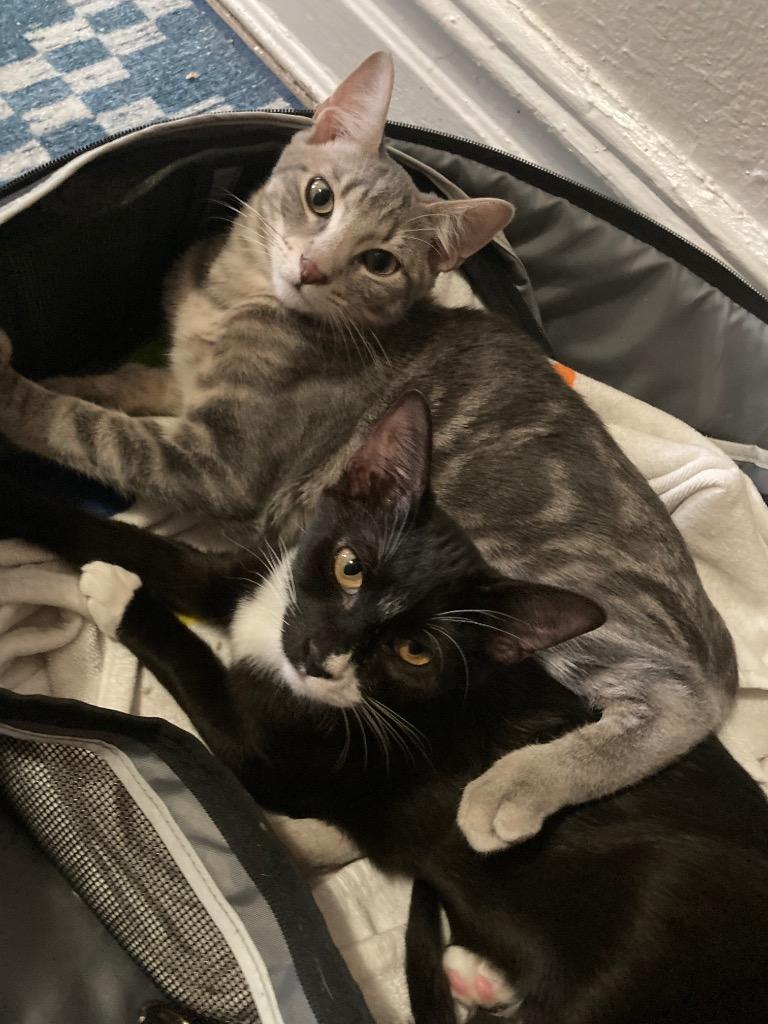 Jolie (and Frankie): Courtesy Post, a Adoptable mixed breed in New York, NY image 2/6