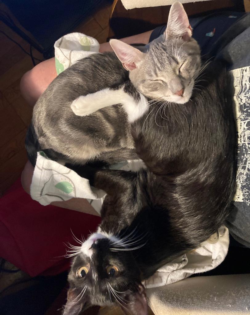 Jolie (and Frankie): Courtesy Post, a Adoptable mixed breed in New York, NY image 3/6