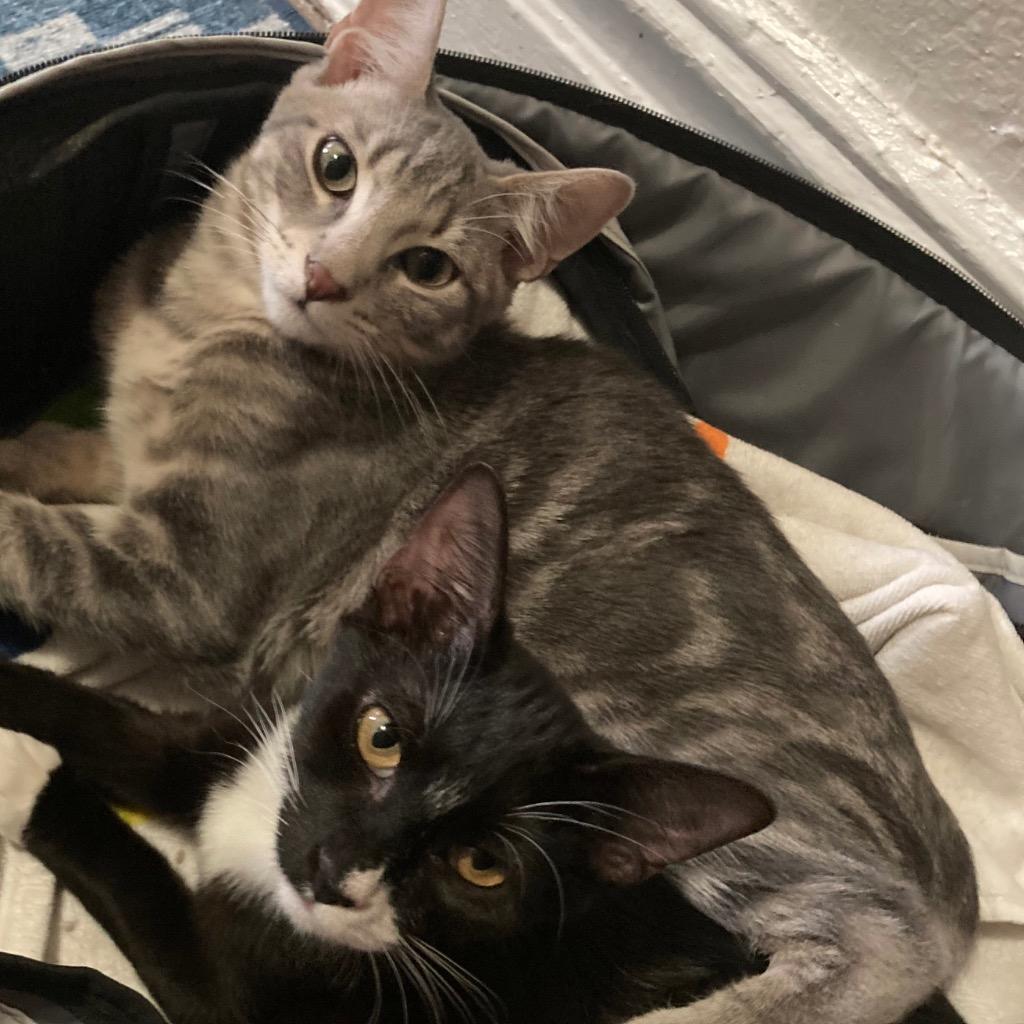 Jolie (and Frankie): Courtesy Post, a Adoptable mixed breed in New York, NY image 4/6