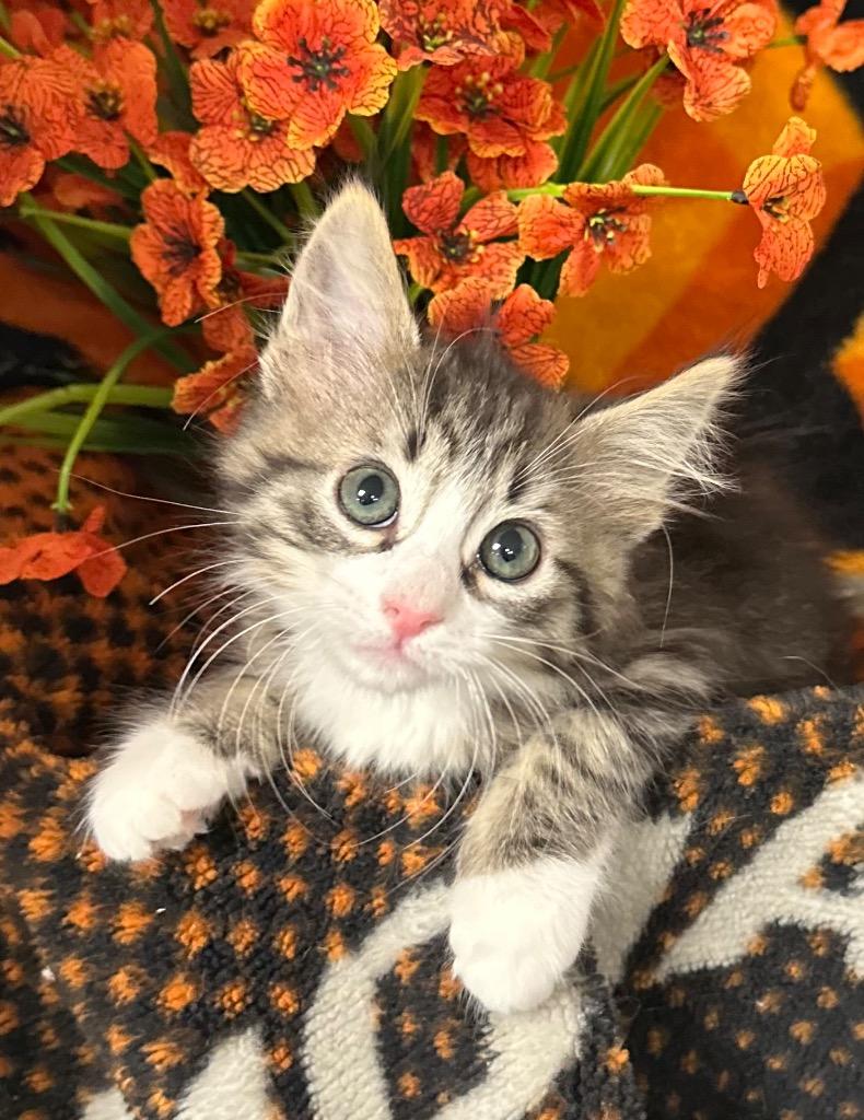 3/11/26 Donna, Adopted, Kitten Female Domestic Medium Hair.