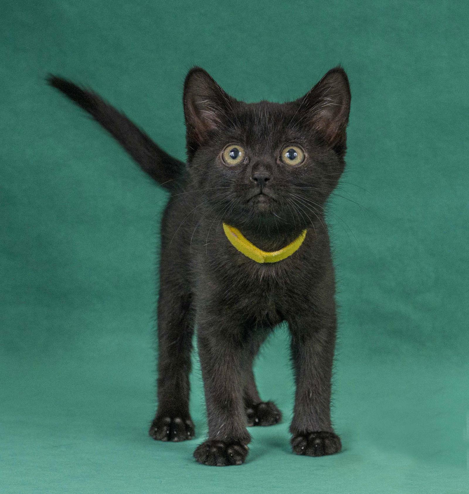 Marie Curie, Adoptable, Young Female Domestic Short Hair.