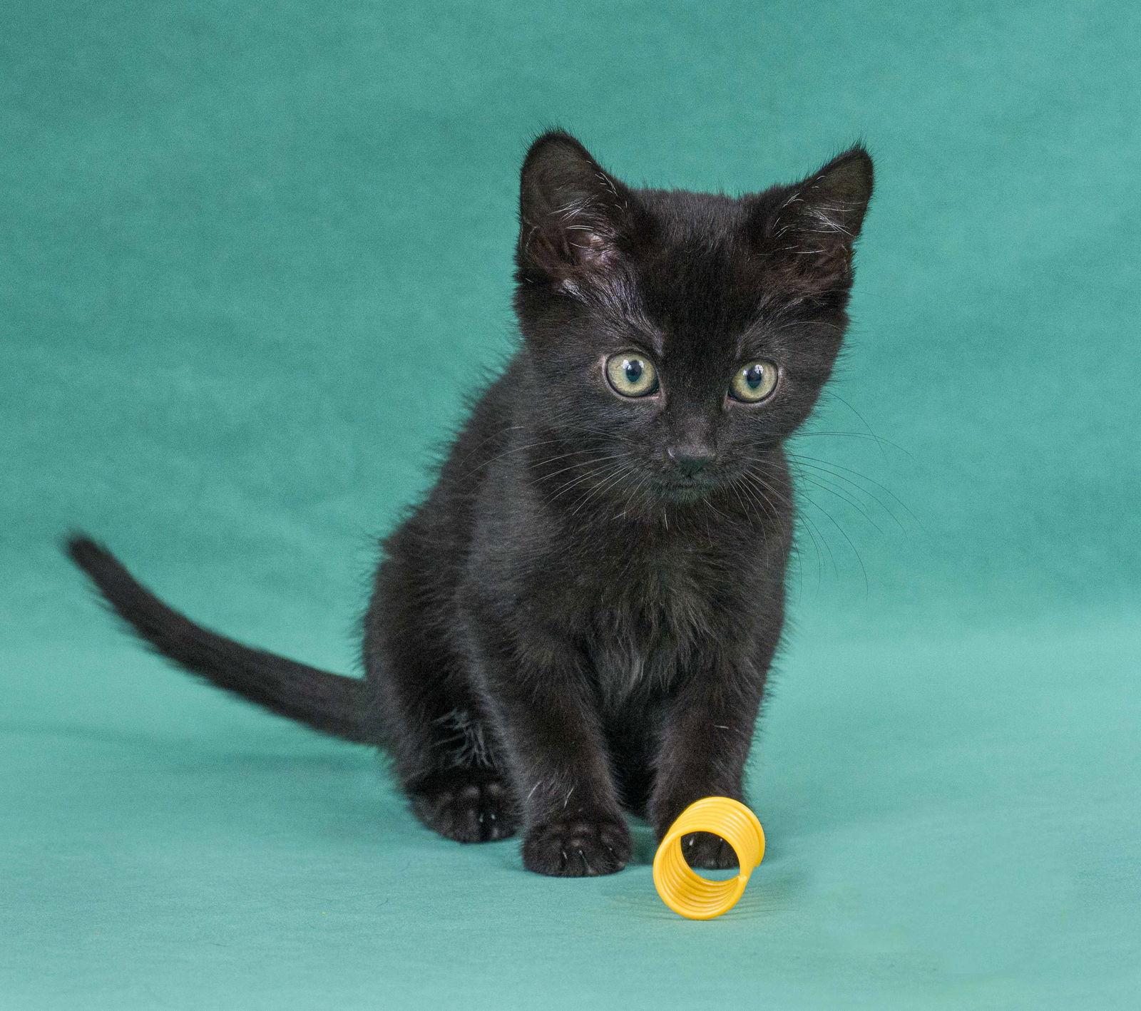 Enlarge Marie Curie, a Adoptable Domestic Short Hair in Davis, CA image 2/3