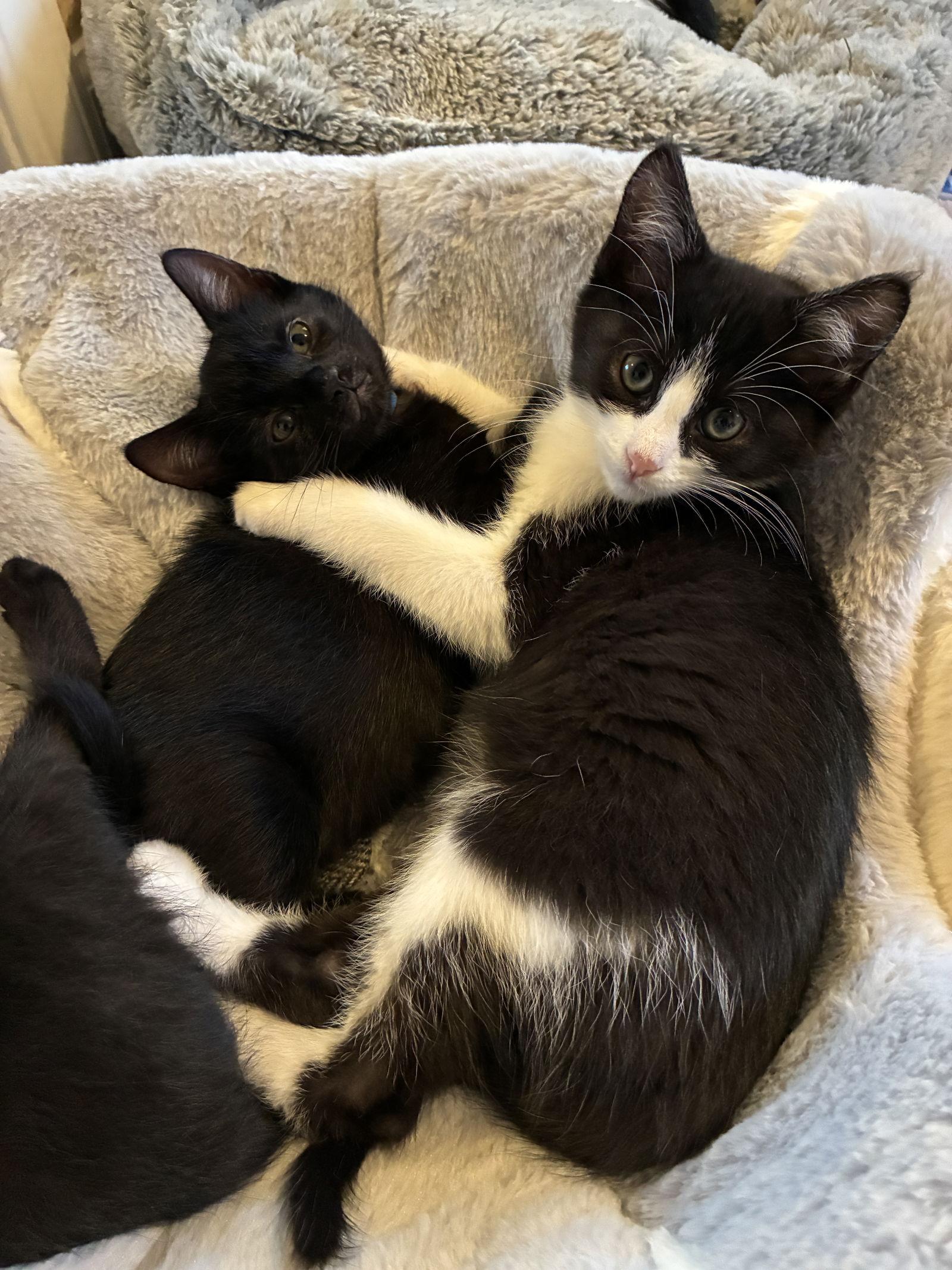 Enlarge Marie Curie, a Adoptable Domestic Short Hair in Davis, CA image 3/3