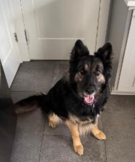 MIKEY , Adoptable, Senior Male German Shepherd Dog.