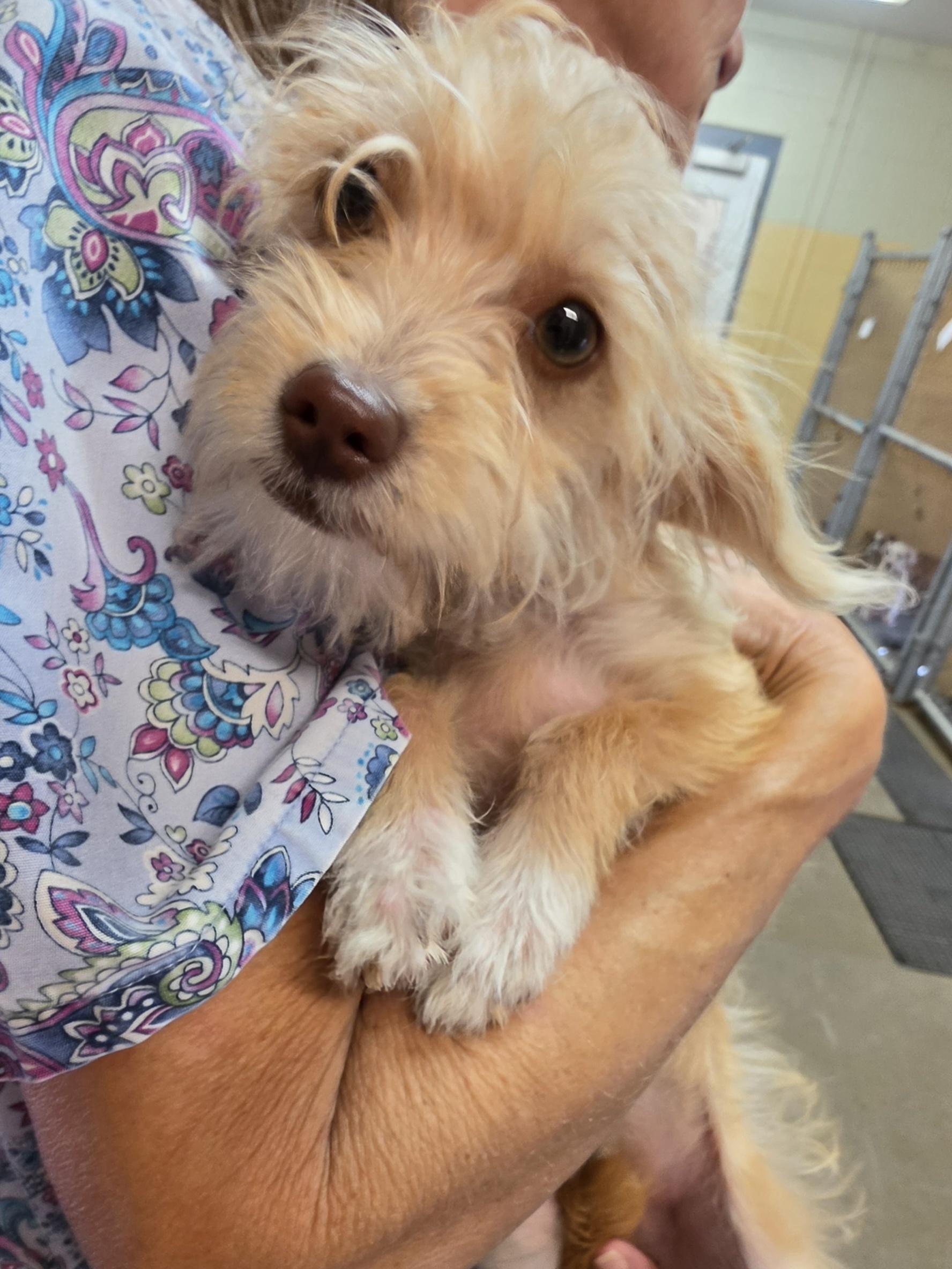 No name yet, Adoptable, Puppy Female Terrier.