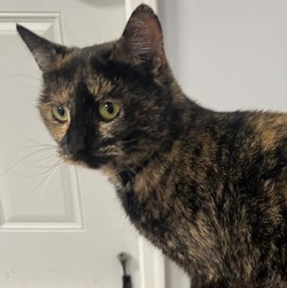 Susanna, an adopted Tortoiseshell in Kankakee, IL image 4/5