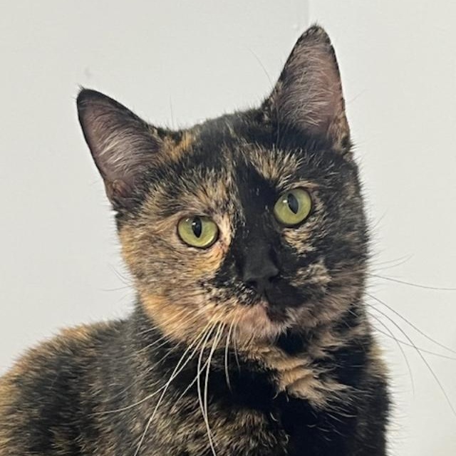 Susanna, an adopted Tortoiseshell in Kankakee, IL image 2/5