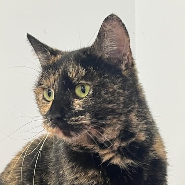Susanna, an adopted Tortoiseshell in Kankakee, IL image 3/5