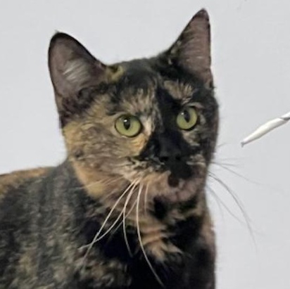 Susanna, an adopted Tortoiseshell in Kankakee, IL image 1/5