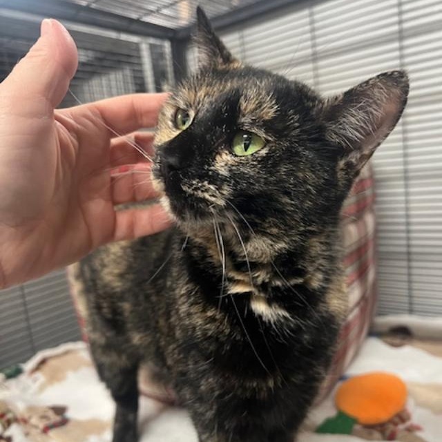 Susanna, an adopted Tortoiseshell in Kankakee, IL image 5/5