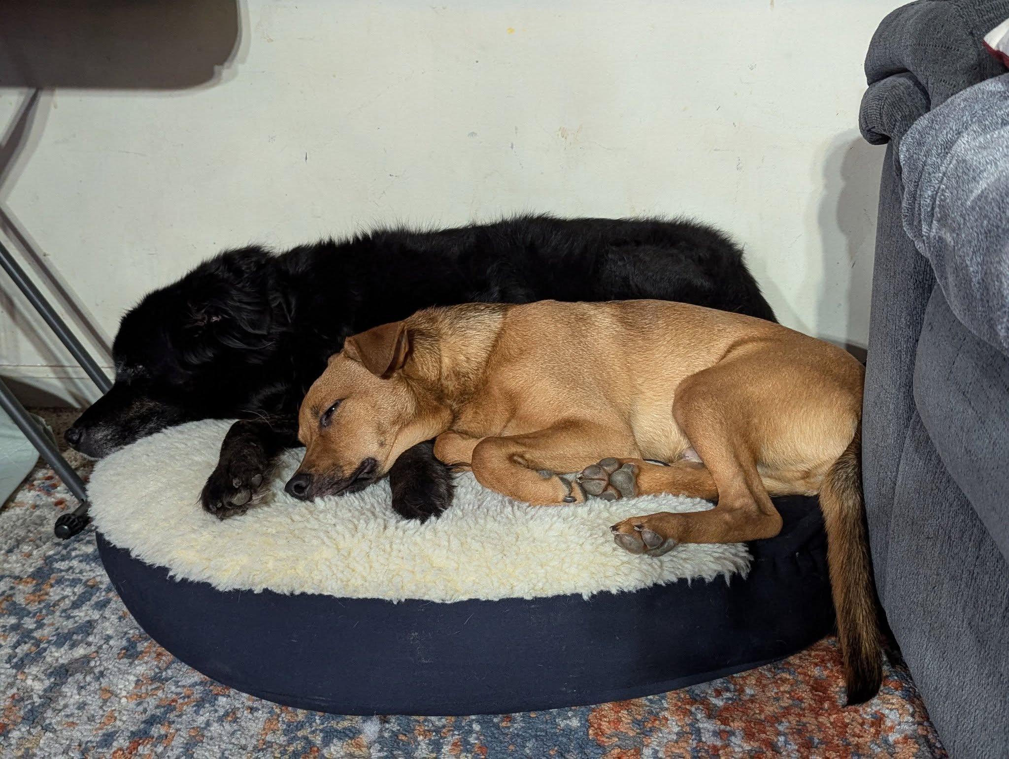 Chaos, a Adoptable mixed breed in Richmond, KY image 4/6