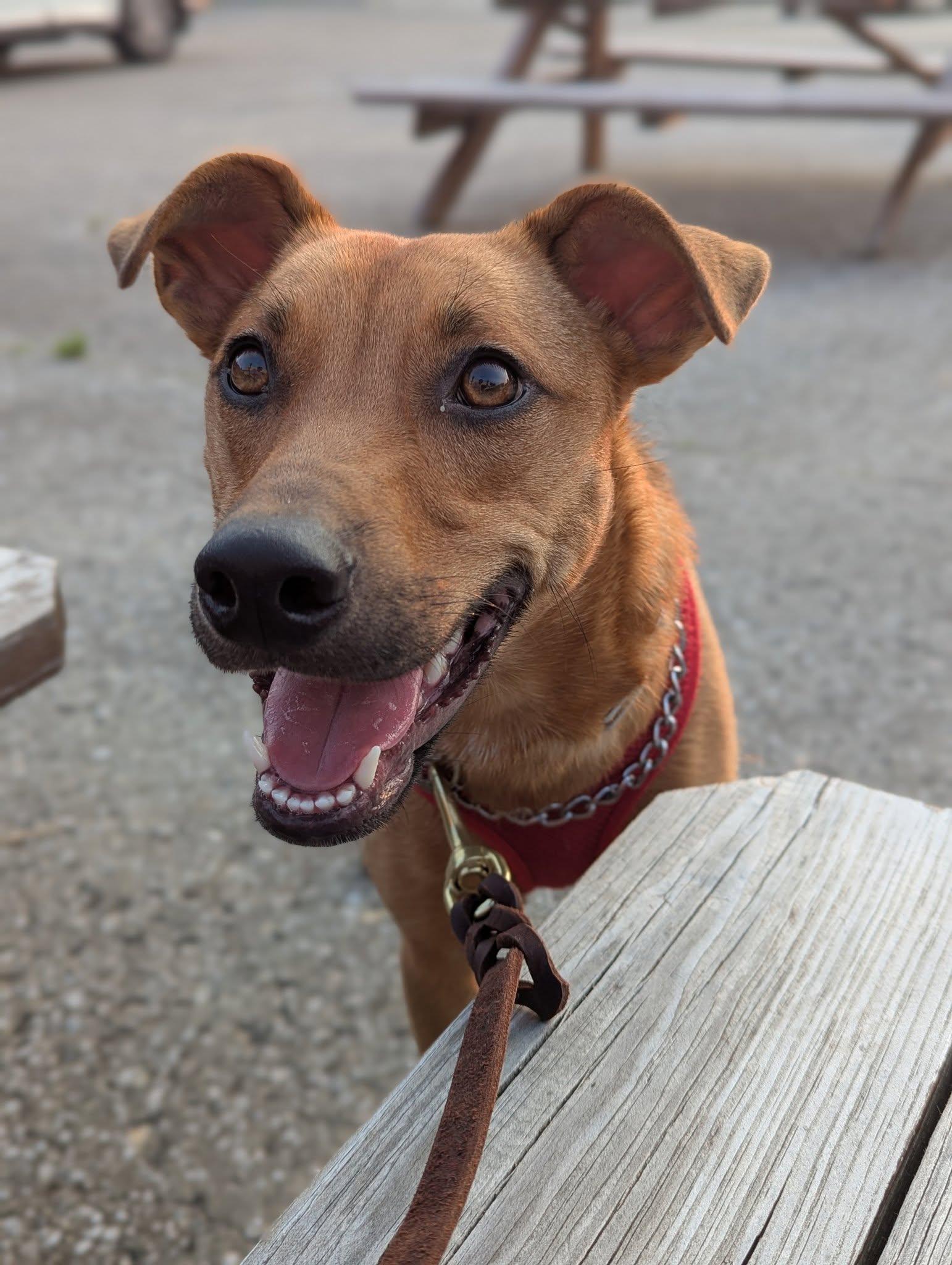 Chaos, Adoptable, Puppy Male American Staffordshire Terrier & Beagle.
