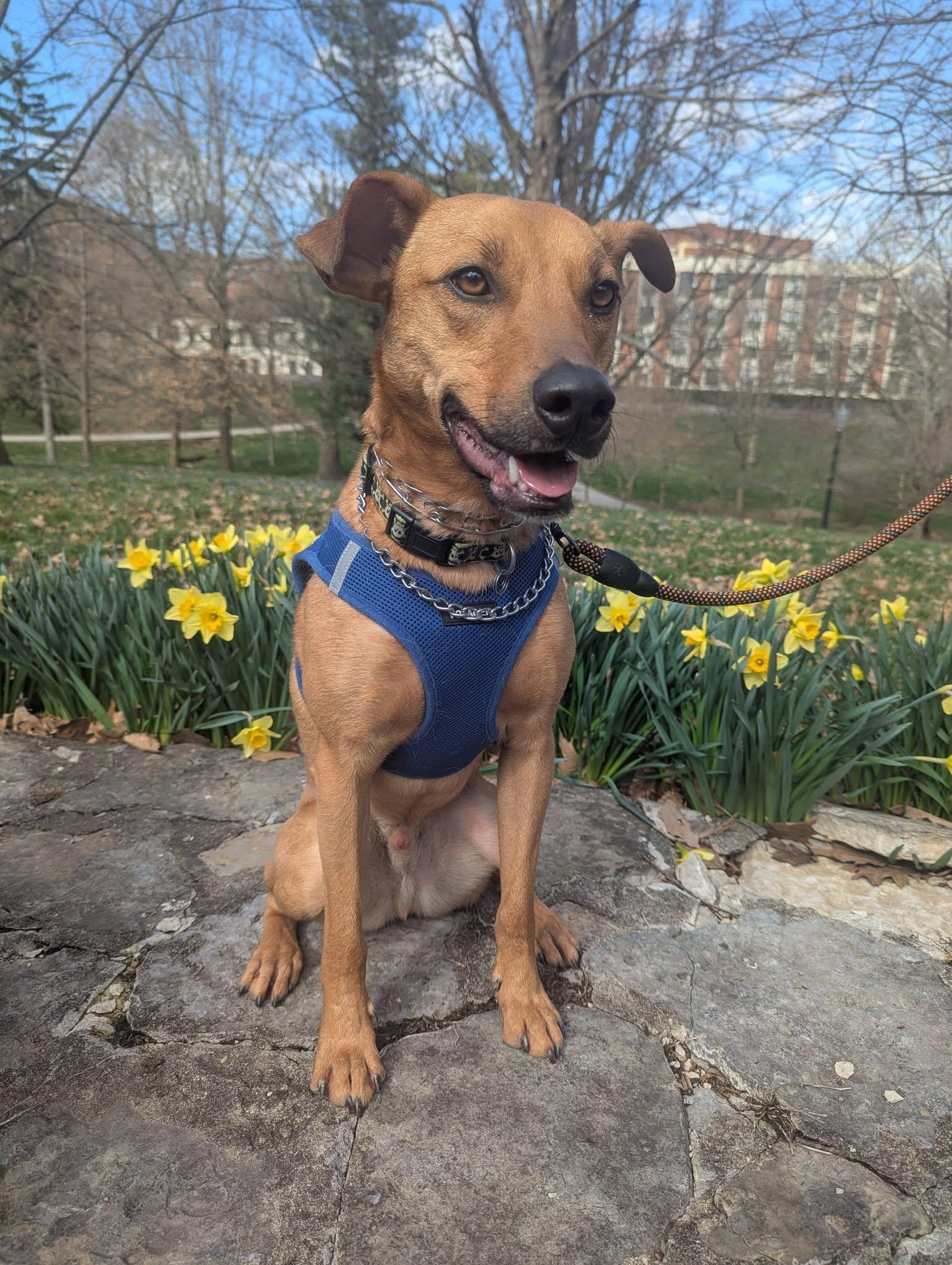 Enlarge Arlo, a Adoptable mixed breed in Richmond, KY image 6/6