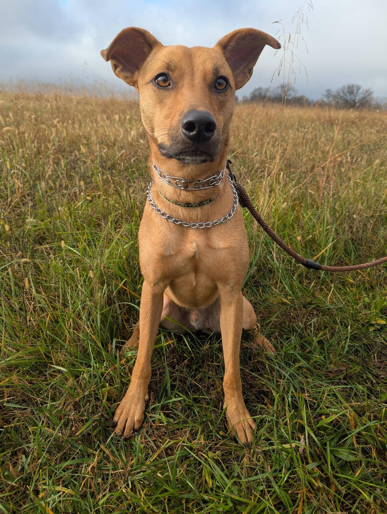 Enlarge Arlo, a Adoptable mixed breed in Richmond, KY image 1/6