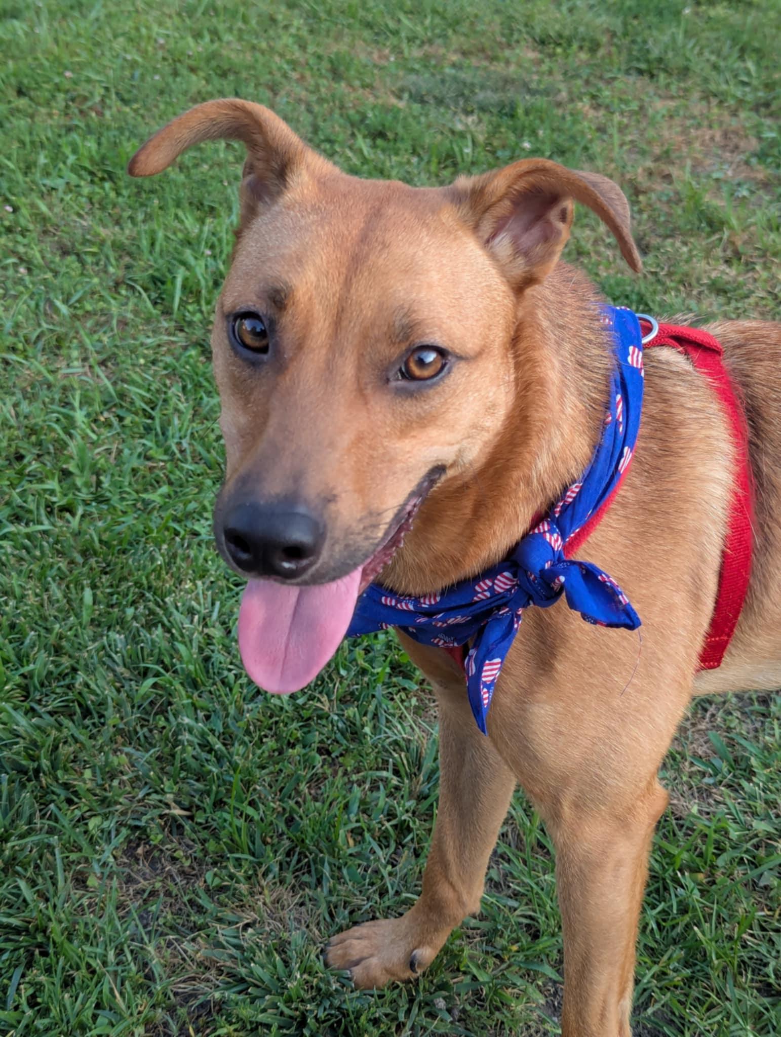 Chaos, a Adoptable mixed breed in Richmond, KY image 6/6