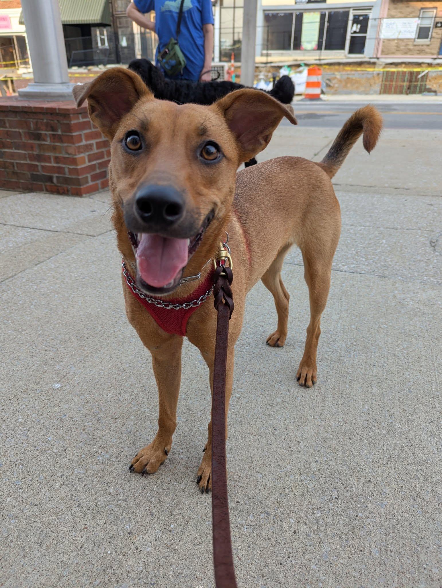 Chaos, a Adoptable mixed breed in Richmond, KY image 5/6