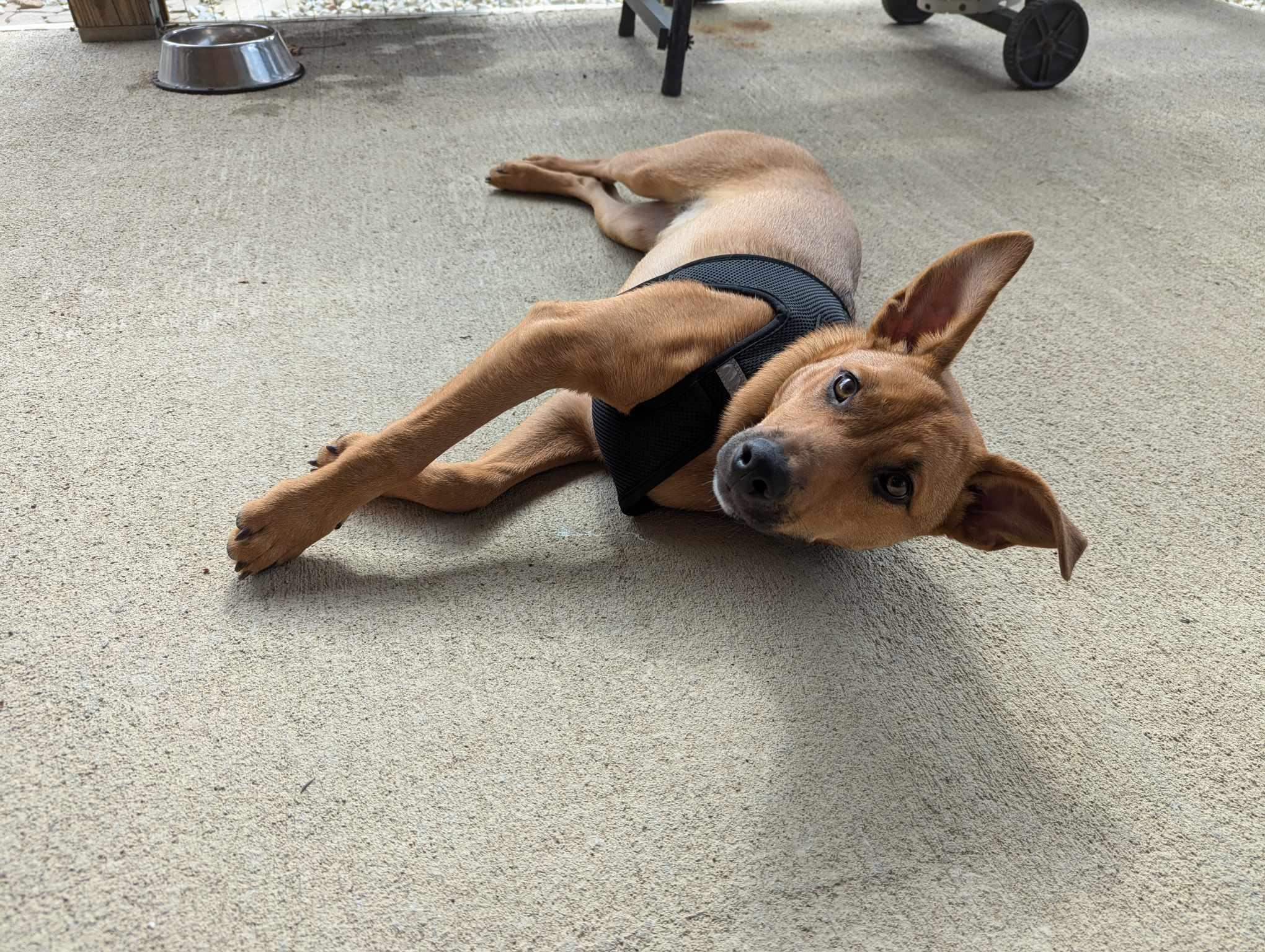 Chaos, a Adoptable mixed breed in Richmond, KY image 3/6