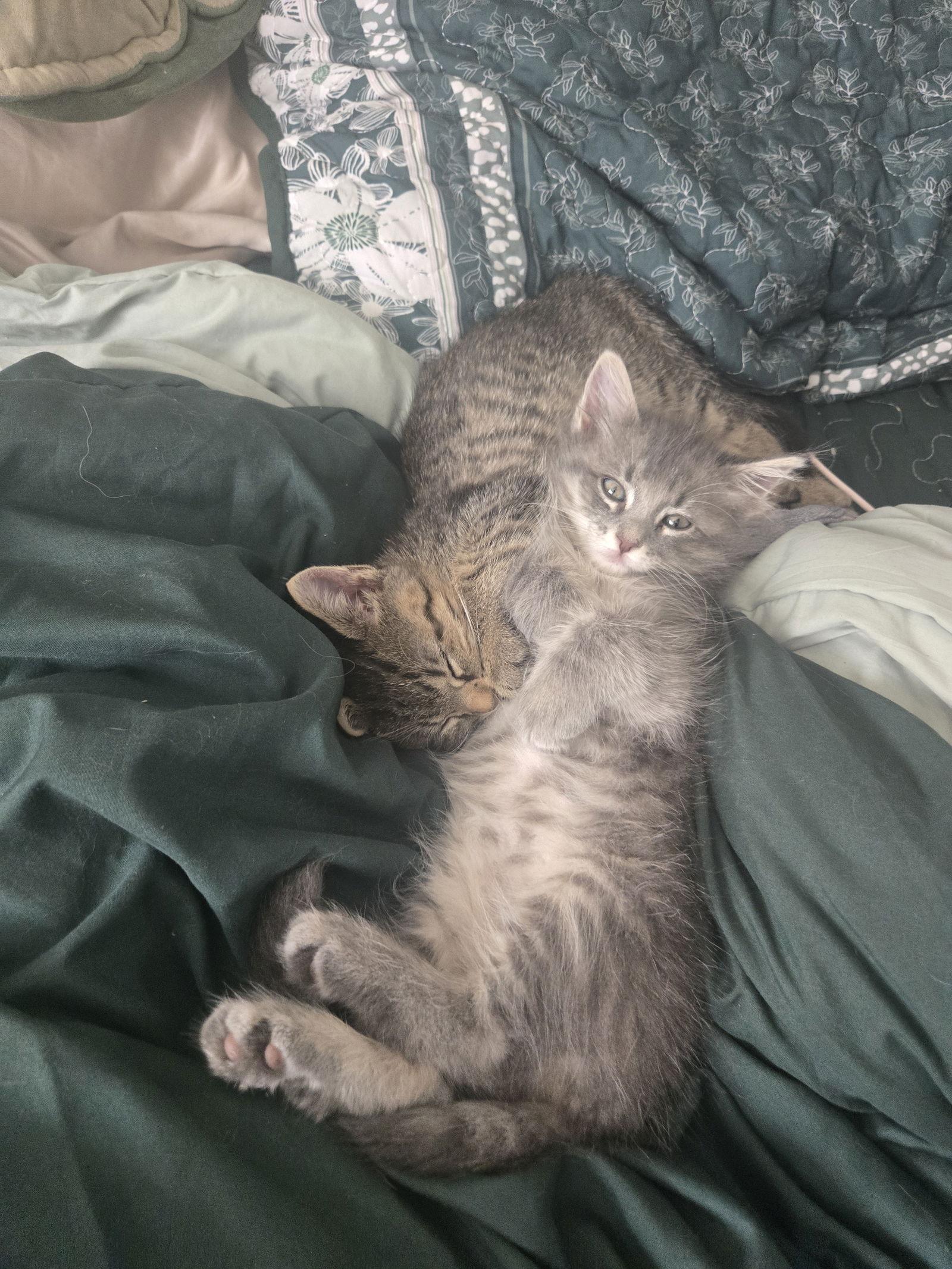 Enlarge Peanut, a Adopted Domestic Long Hair in Dallas, TX image 1/3