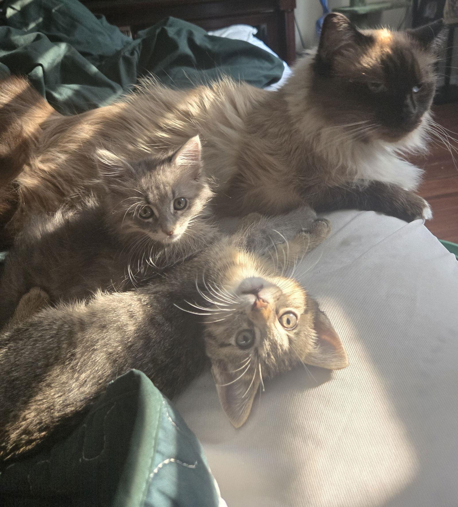 Enlarge Peanut, a Adopted Domestic Long Hair in Dallas, TX image 2/3