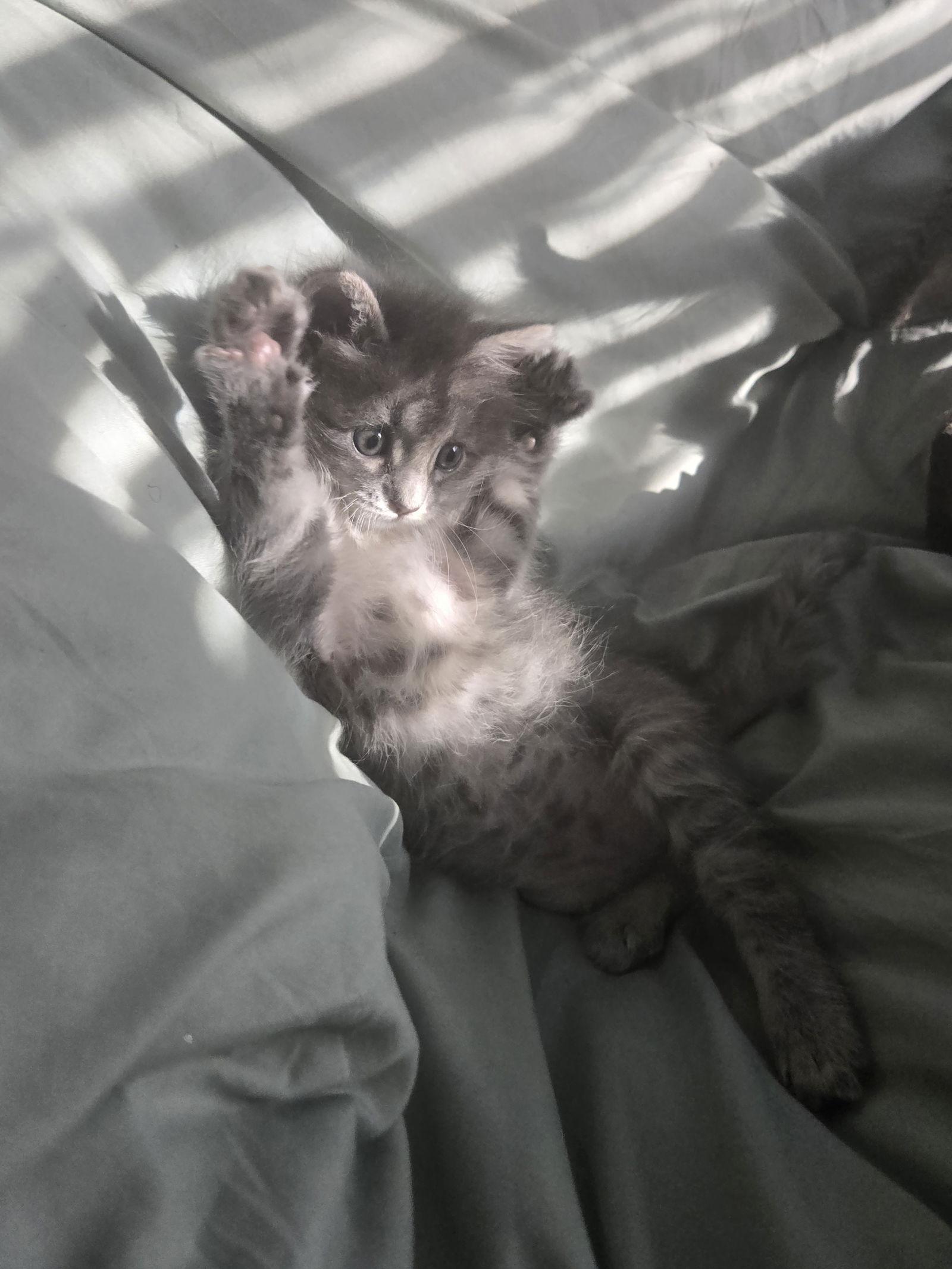 Enlarge Peanut, a Adopted Domestic Long Hair in Dallas, TX image 3/3