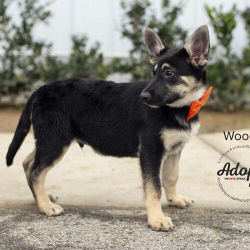 Woody, Adoptable, Young Male German Shepherd Dog & Mixed Breed.