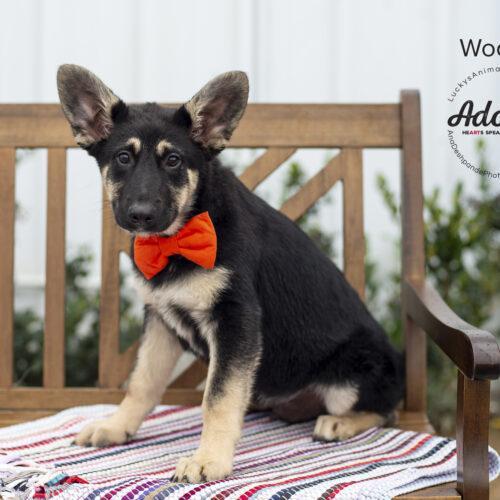 Woody, a Adoptable mixed breed in Bakersfield, CA image 2/4
