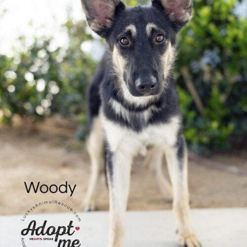 Woody, a Adoptable mixed breed in Bakersfield, CA image 3/4